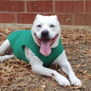 Meet your Posher, Heidi